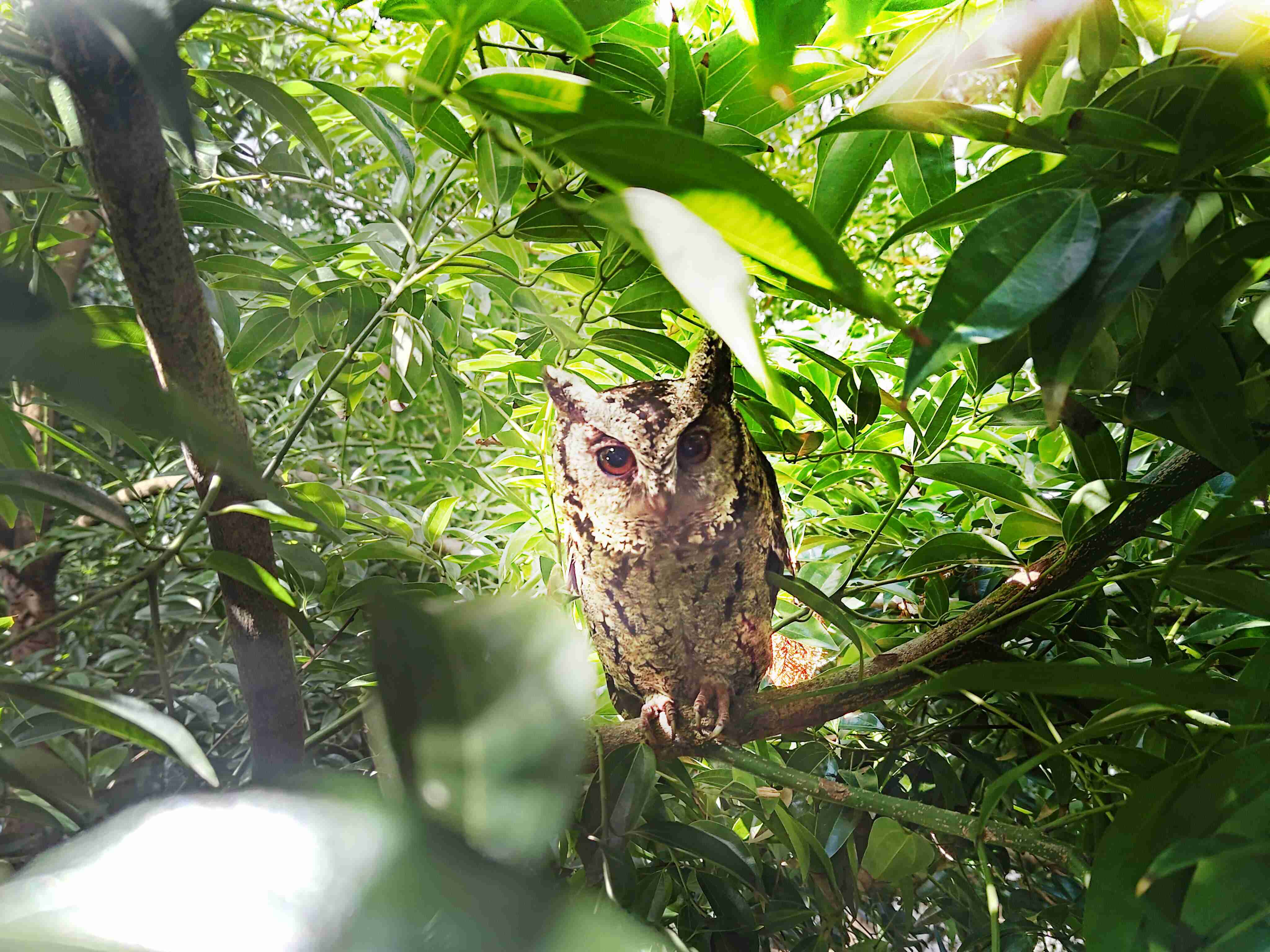 菠菜论坛致力提倡净零绿生活，，，，16年以来在全球各厂区植树逾百万棵，，，造就各厂区树木蔚然成林，，犹如森林工厂，，，成为许多生物的栖息地